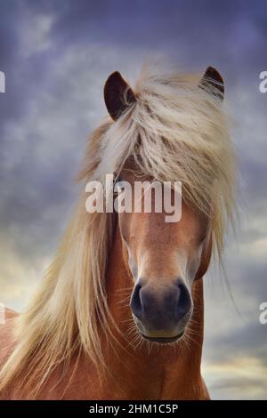 Porträt einer wunderschönen isländischen Hengst. Flaxen Kastanie. Stockfoto