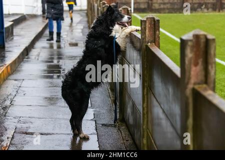 Schwarz-weiß walisische Grenze Collie steht auf Hinterbeinen am Zaun um ein Fußballspiel und beobachtet die Spieler Stockfoto