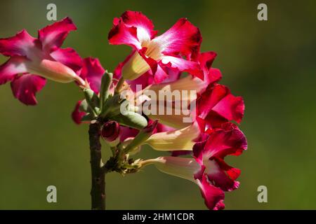 Dunkelrosa schattierte Blütenwüstenrose Adenium obesum, gemockelte Azaleen, Impala-Lilie, Sabi-Stern, arabicum, Apocynaceae blühende Pflanze, auf Natur Hintergrund s Stockfoto