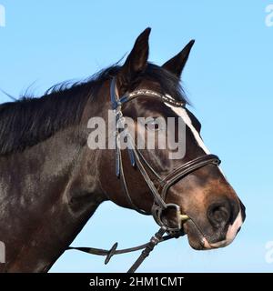 Porträt eines Robben Warmblutpferdes mit einer Schnalle. Blauer Himmel im Hintergrund. Stockfoto