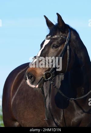 Porträt eines Robben Warmblutpferdes mit einer Schnalle. Blauer Himmel im Hintergrund. Stockfoto