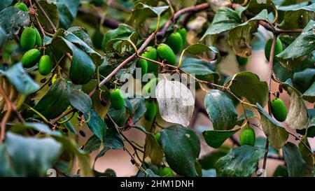 FruitZiziphus mauritiana, auch bekannt als Ber, Chinee Apple, Jujube, indische Pflaume ist eine tropische Obstbaumarte indischen Jujube Stockfoto