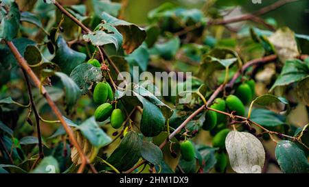 Ziziphus mauritiana auf Baum mit winzigen kleinen Blättern. Köstlicher asiatischer indischer Jujube oder ber- oder Beerenobst. Stockfoto