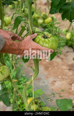 Grüne Tomaten werden im Bio-Gemüsegarten gesät Stockfoto