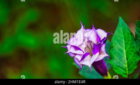 Schöner Dornapfel mit violetter und weißer Blume im Gegenlicht. Indische Datura stramonium , bekannt unter den gebräuchlichen Namen Dornapfel Stockfoto