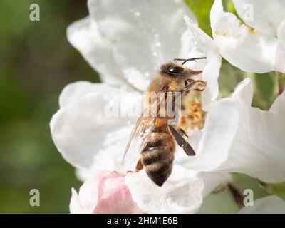 Honigbiene sammelt Nektar aus einer weißen Kirschblüte Stockfoto