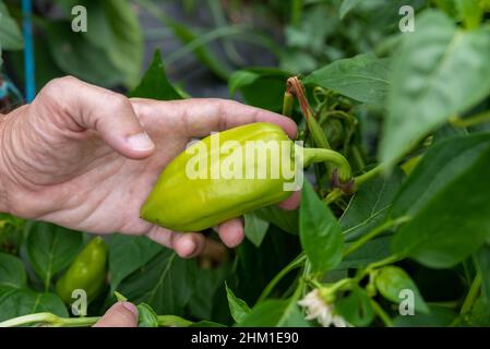 Paprika im Bio-Gemüsegarten gesät Stockfoto