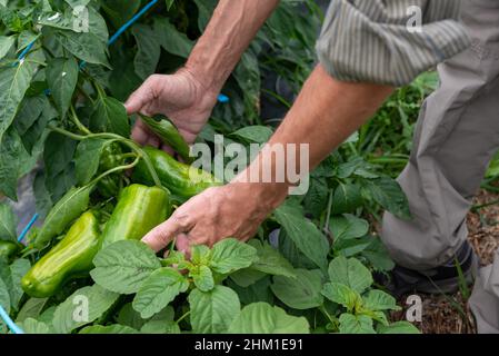 Paprika im Bio-Gemüsegarten gesät Stockfoto