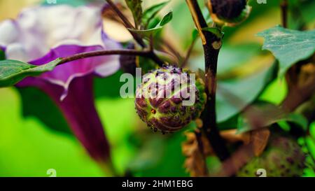 Schöner Dornapfel mit violetter und weißer Blume im Gegenlicht. Indische Datura stramonium , bekannt unter den gebräuchlichen Namen Dornapfel Stockfoto