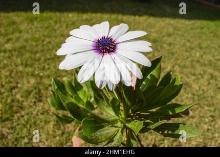 Weiße afrikanische Gänseblümchen-Blume mit violettem Zentrum auch bekannt als Osteospermum weiße frische Peals-Pflanze Stockfoto