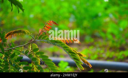Frische, rot gefärbte Blätter auf Zimt- oder Cinnamomum zeylanicum-Baum. Rote Blätter im Herbst. Stockfoto