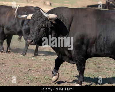Spanischer Kampfbulle auf dem Feld bereit für Stierkämpfe Stockfoto