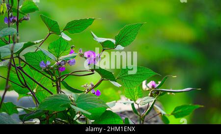 Indische pflanzliche Hyazinthe Bohne, hat der Baum einen abgeschnittenen Stiel verdreht leicht verdreht. Stockfoto