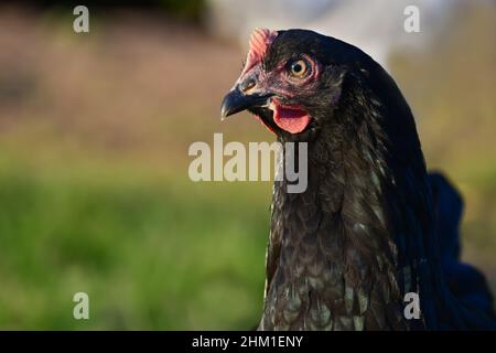 Porträt eines schwarzen Hähnchens mit metallisch grünen Federn. Natur Hintergrund. Stockfoto