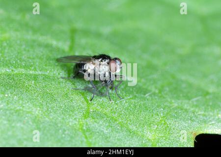 Eine Raubfliege mit einer gejagten Beute auf einem grünen Blatt. Hohe Vergrößerung Stockfoto