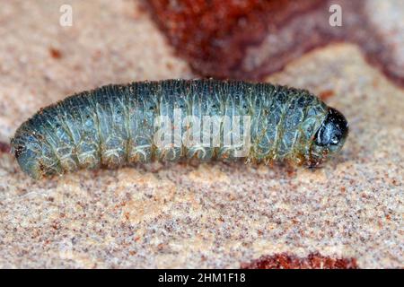 Die Larve der Sägeblattfliege, die in der Rinde der Kiefer lebt. Stockfoto