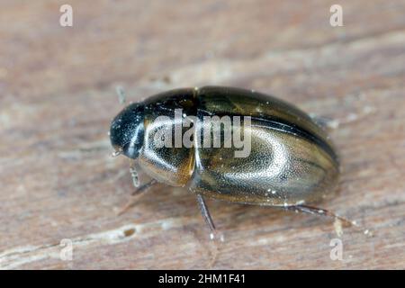 Wasserkäfer (Hydrophilidae) auf Einem Holzbrett. Makro. Nahaufnahme. Stockfoto