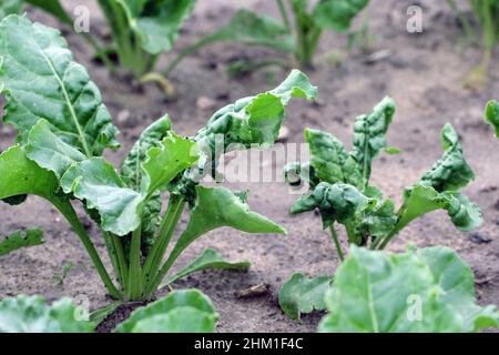 Die schwarze Bohnenaphid (Aphisfabae) an jungen Zuckerrübenpflanzen. Es ist Mitglied der Ordnung Hemiptera. Andere gebräuchliche Namen sind Schwarzfliege, Bohnenaphid Stockfoto