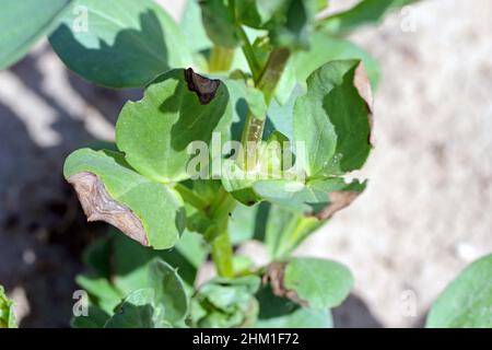 Verwelken und Trocknen von Blattspitzen Faba Bohnenpflanzen durch eine Pilzerkrankung verursacht. Stockfoto