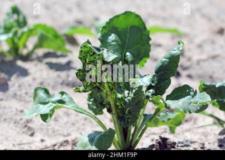 Die schwarze Bohnenaphid (Aphisfabae) an jungen Zuckerrübenpflanzen. Es ist Mitglied der Ordnung Hemiptera. Andere gebräuchliche Namen sind Schwarzfliege, Bohnenaphid Stockfoto