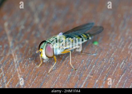 Nahaufnahme einer Schwebfliege - Familie Syrphidae Stockfoto