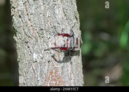 Nahaufnahme eines Männchens des europäischen Hirschkäfers, Lucanus servus. Auf dem Stamm einer Eiche. Stockfoto