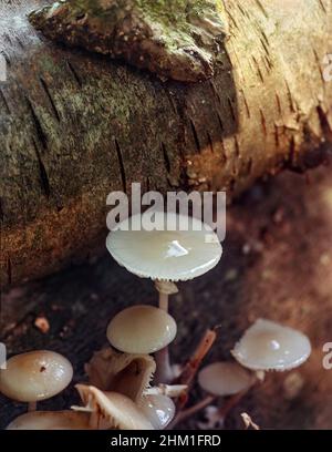 Glühende Oudemansiella mucida, Porzellanpilz, in Nahaufnahme. Natürliches Umweltportrait Stockfoto