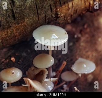 Glühende Oudemansiella mucida, Porzellanpilz, in Nahaufnahme. Natürliches Umweltportrait Stockfoto