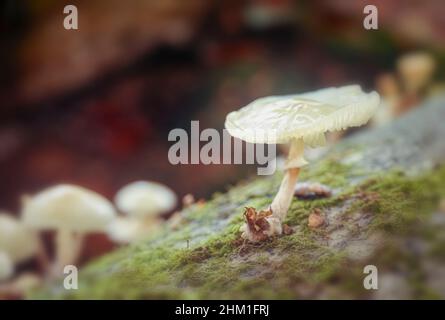 Glühende Oudemansiella mucida, Porzellanpilz, in Nahaufnahme. Natürliches Umweltportrait Stockfoto