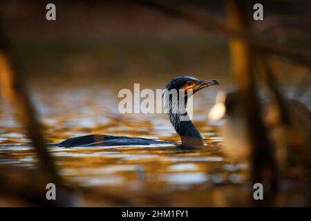Der große Kormoran (Phalacrocorax carbo), in Neuseeland als schwarzer Shag bekannt, großer schwarzer Kormoran oder schwarzer Kormoran. Schwimmen und Jagen, bea Stockfoto