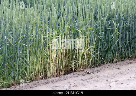 Phytotoxizitätswirkung auf Getreide nach der Drift eines Herbizids, das auf eine benachbarte Pflanze angewendet wird. Stockfoto