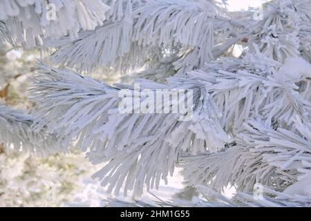 Morgens weißer Raureif und Schnee auf Kiefernästen mit grünen Nadeln im Wald. Gefrorene Pflanzen nach Schneefall Nahaufnahme. Stockfoto