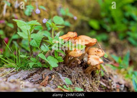 Mehrere Pilze aus dem Boden Grünes Gras wächst um sie herum. Stockfoto