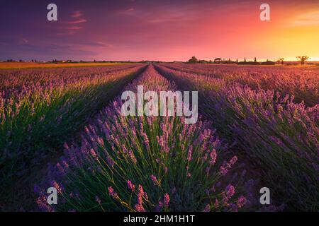 Lavendelblüten Felder und schöner Sonnenuntergang. Marina di Cecina, Provinz Livorno, Toskana, Italien, Europa Stockfoto