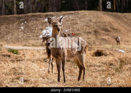 Eine Rothirschherde im Reservepark in Russland. Geschütztes Wildtierkonzept Stockfoto