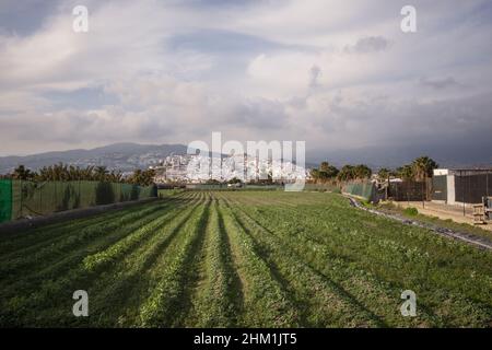 Die spanische Stadt Salobreña umgeben von Ackerland auf einem Hügel, Costa Tropical, Granda, Spanien. Stockfoto