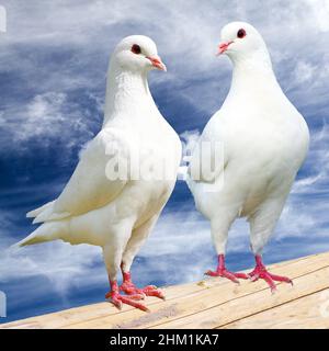 Zwei weiße Tauben auf Barsch mit bewölktem Himmel, Kaisertaube, Ducula Stockfoto