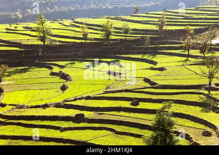 Sehen Sie, wenn grünes Reisfeld in nepal Stockfoto