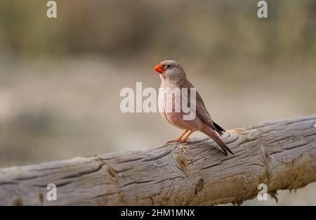 Trompeterfink (Bucanetes githagineus) männlicher, seltener Fink in der Wüste von Almeria, Andalusien, Spanien. Stockfoto