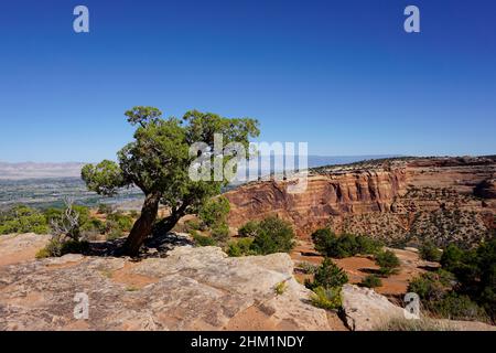 Ein grüner Wacholderbaum, der auf den roten Felsklippen des Colorado National Monument unter einem klaren blauen Himmel wächst. Stockfoto