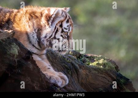 Amur (sibirischer) Tiger Junge auf Baumstumpf Stockfoto