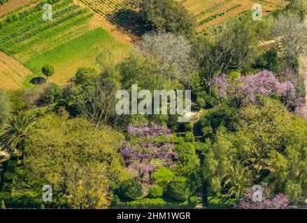 Luftaufnahme, Rosa blühende Hecke, Son Espanyol, Mallorca, Balearen-Insel, Balearen, Balearen, Spanien, ESP, Europa, Vogelperspektive, pH-Wert aus der Luft Stockfoto