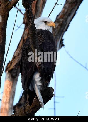 Gladstone, Illinois, USA. 25th Januar 2022. Ein unreifer Weißkopfseeadler schwebt über dem offenen Wasser südlich von Lock und Dam 18 in Gladstone, Illinois. Lock and Dam 18, das neben dem Oquawka State Wildlife Refuge liegt. Am folgenden Tag wurden bei Lock 18 über 350 Adler gezählt. Wandernde Weißkopfseeadler versammeln sich und ernähren sich von kleinen Fischen am offenen Wasser direkt unter den Schleusen und Dämmen des Mississippi River in der Nähe von Gladstone, IL, Dienstag, 25. Januar 2022 (Bildquelle: © Rob Dicker/ZUMA Press Wire) Stockfoto