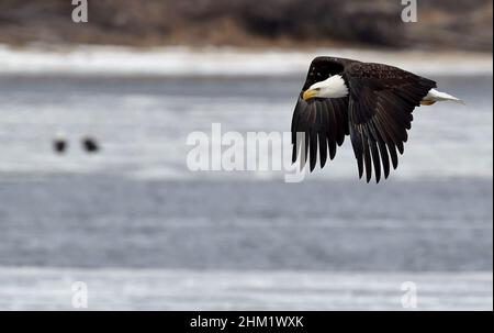25. Januar 2022: Ein erwachsener Weißkopfseeadler schwebt über einem eisigen Abschnitt des Mississippi River südlich von Lock und Dam 18 in Gladstone, Illinois. Lock and Dam 18, das neben dem Oquawka State Wildlife Refuge liegt. Am folgenden Tag wurden bei Lock 18 über 350 Adler gezählt. Wandernde Weißkopfseeadler versammeln sich und ernähren sich von kleinen Fischen am offenen Wasser direkt unter den Schleusen und Dämmen des Mississippi River in der Nähe von Gladstone, IL, Donnerstag, 27. Januar 2022 (Bildquelle: © Rob Dicker/ZUMA Press Wire) Stockfoto