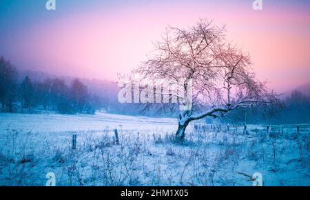 Hügelige Landschaft mit einsamen Baum bei starkem Schneefall, schlechtes Wetter, Nebel, Bäume mit Schnee und Reim bedeckt, Berglandschaft. Jeseniky Mountains, C Stockfoto