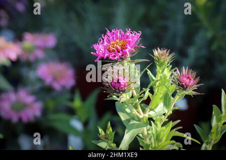 Nahaufnahme von rosa und gelben Asterblumen Stockfoto