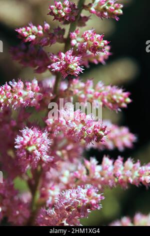 Makroansicht von rosa und weißen Astilbe-Blüten Stockfoto