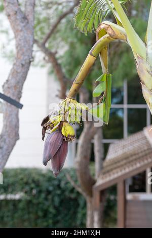 Große Bananenblüte auf grünem Ast. Die junge Banane blüht in einem tropischen Garten mit Blättern aus nächster Nähe auf der Palme. Stockfoto