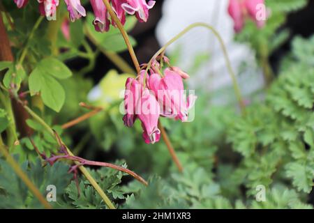 Zarte rosa und weiße Blüten auf einer blutenden Herzpflanze Stockfoto