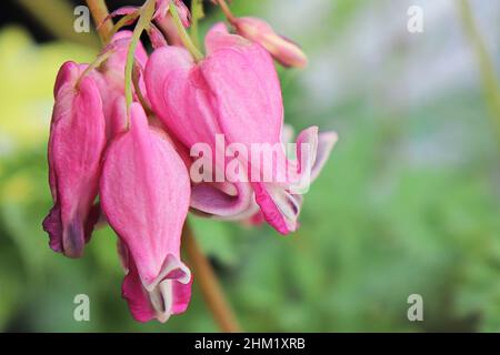 Zarte rosa und weiße Blüten auf einer blutenden Herzpflanze Stockfoto